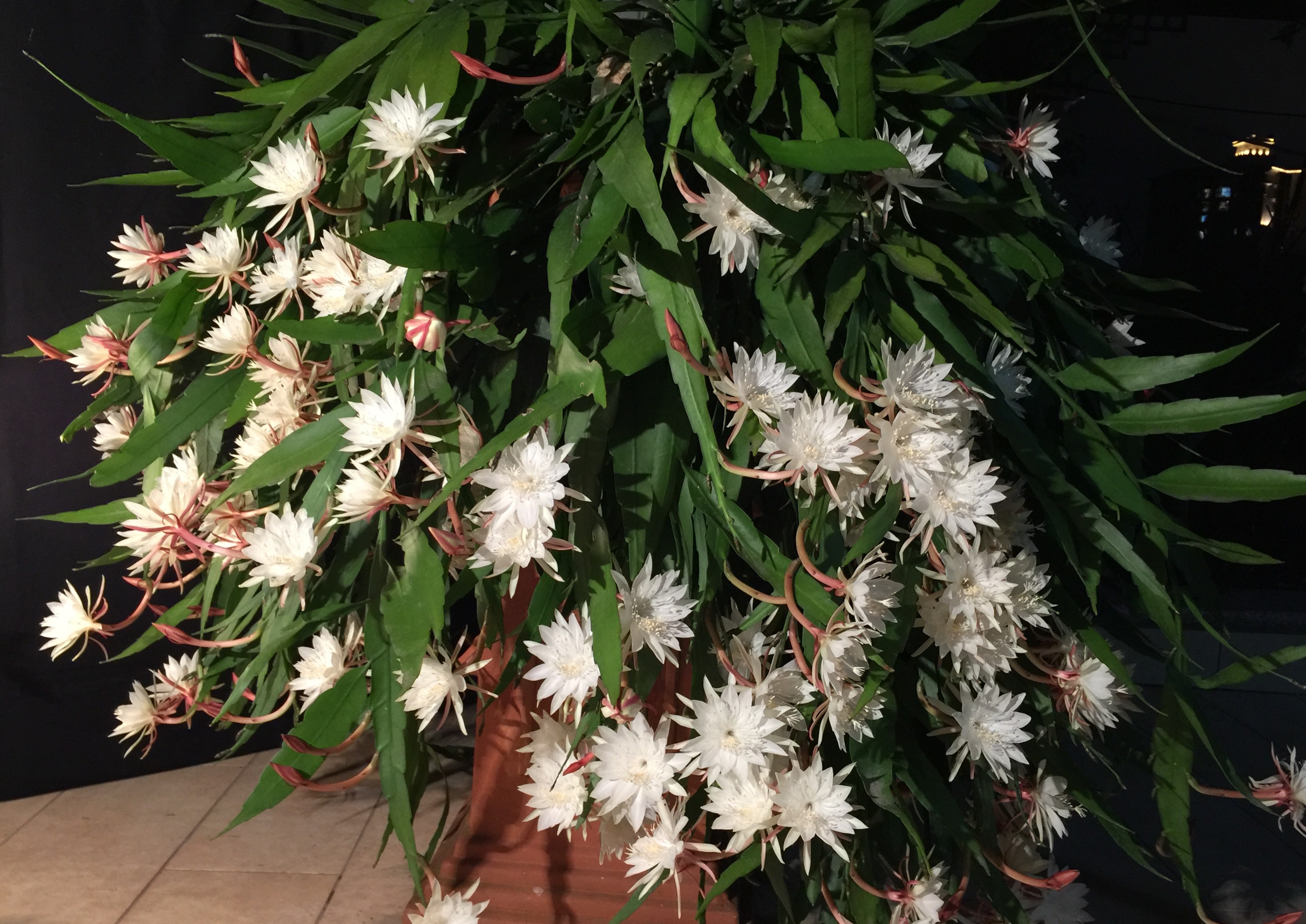 室内盆栽“新宠”—小叶昙，栽培很简单，美丽又芳香，三季有花看
