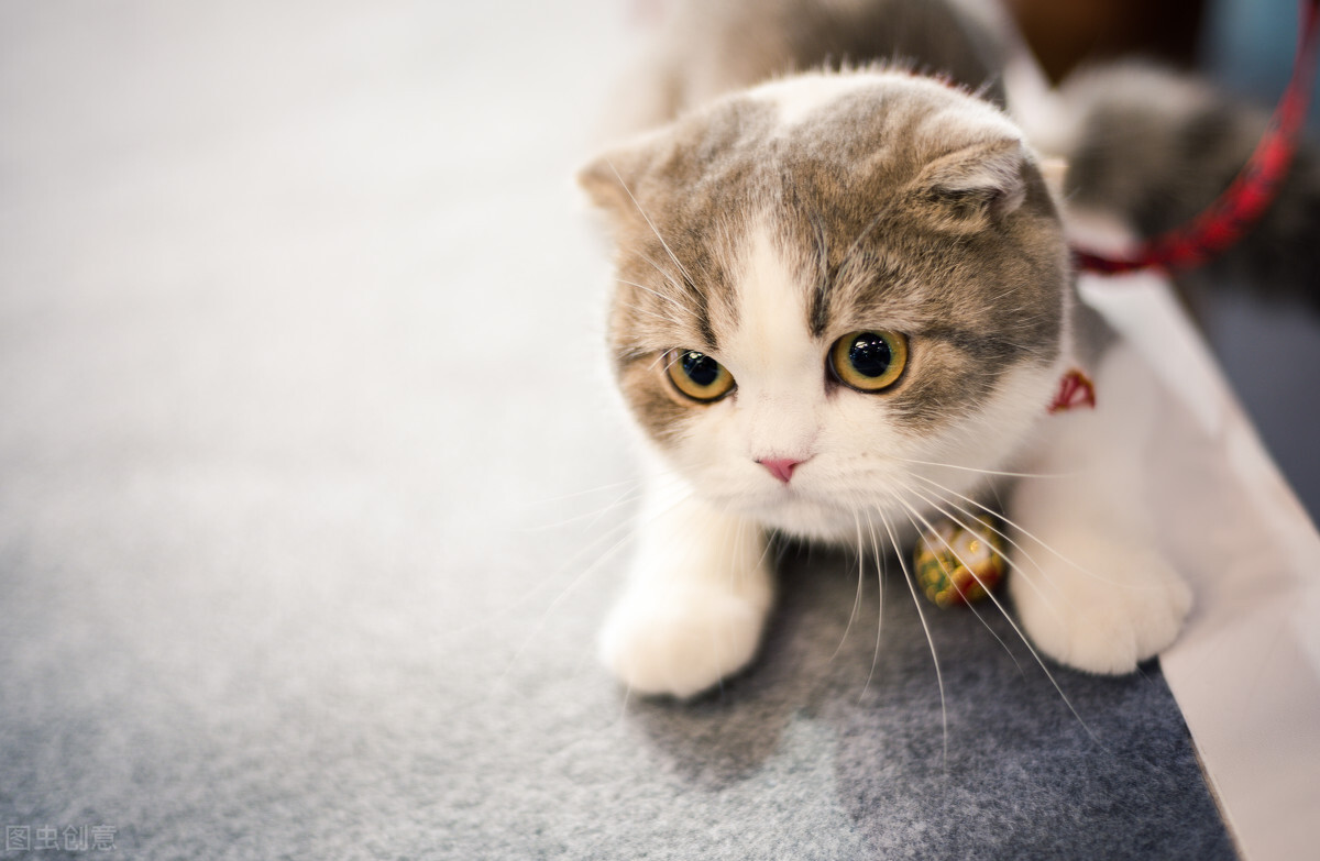 苏格兰折耳猫堪称猫中天使，但它是折翼的！最不建议养的猫咪之一