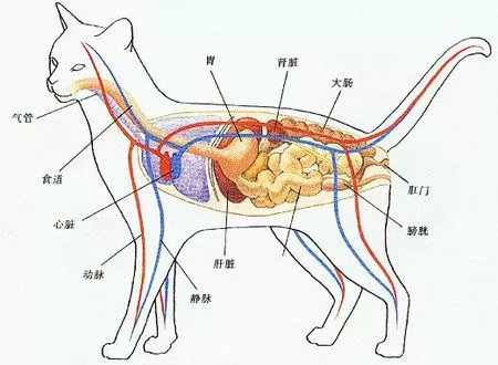 玫斯科普丨这些猫咪肝脏问题，是否被你忽视了？