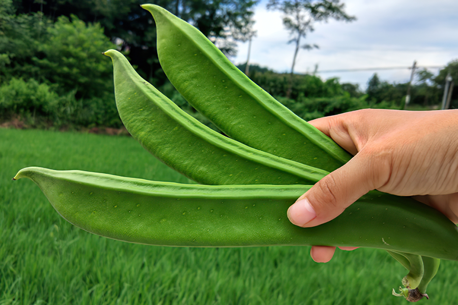 纲蔷薇目豆科刀豆属植物,它在很多地区也被称为刀板豆,刀巴豆,老虎豆