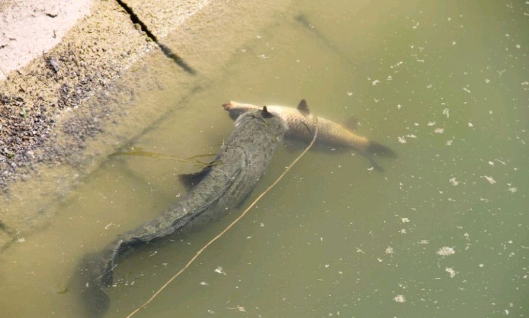 財魚,財魚湯的做法 補傷口愈合