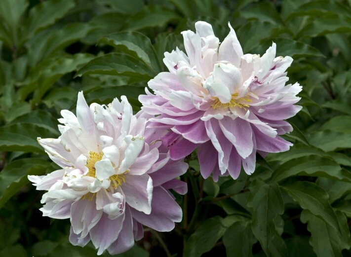 芍药：花大色艳、花型多变的芍药花，美艳极了