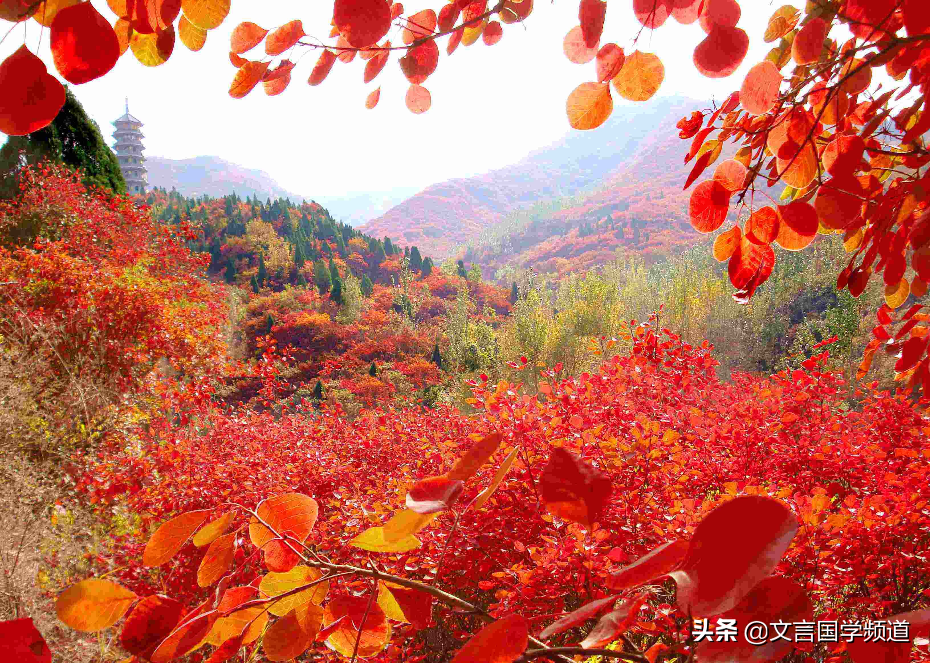 远上寒山石径斜 白云深处有人家 停车坐爱枫林晚 霜叶红于二月花