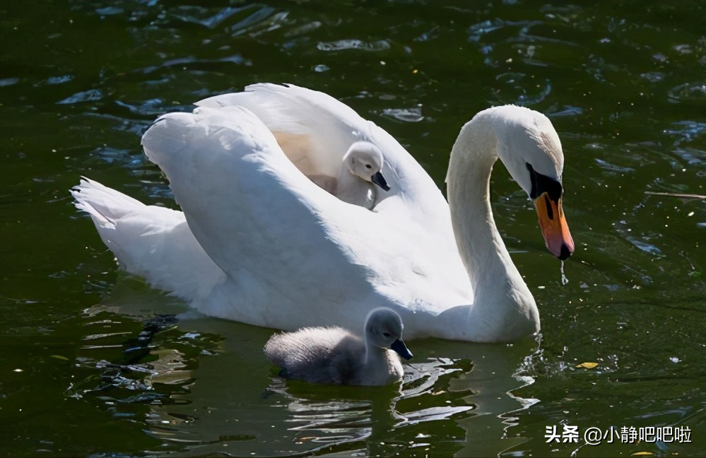 英国世界杯为什么叫英格兰队(你不知道的国家冷知识——英国（加更！）)