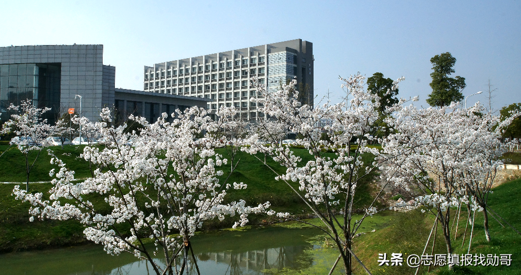 深度分析：本科麻醉学毕业生，为什么一直供不应求？