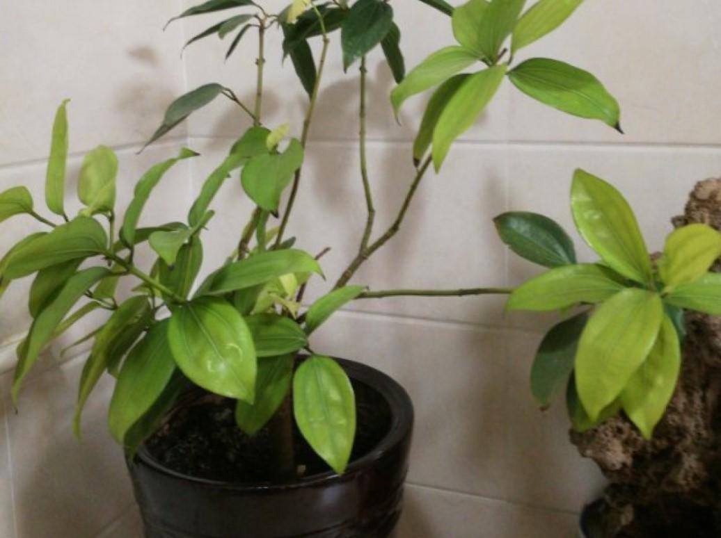 平安樹圖片,平安樹圖片大全大圖片欣賞