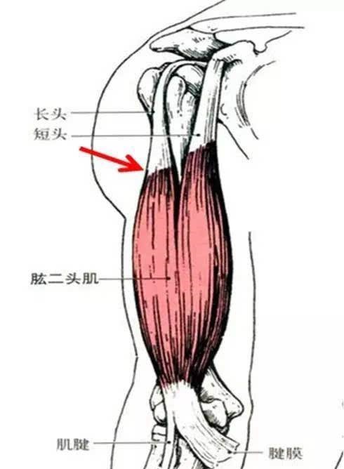 打羽毛球手臂肌肉拉伤怎么办(爱打羽毛球,推杠铃的人注意了!