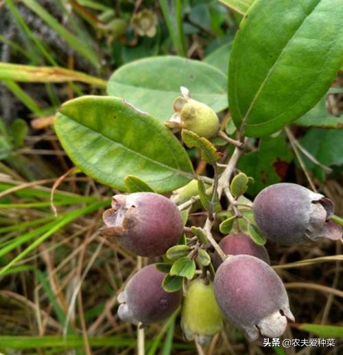 稔子酒的功效与作用（山捻子虽然不起眼但价值高）