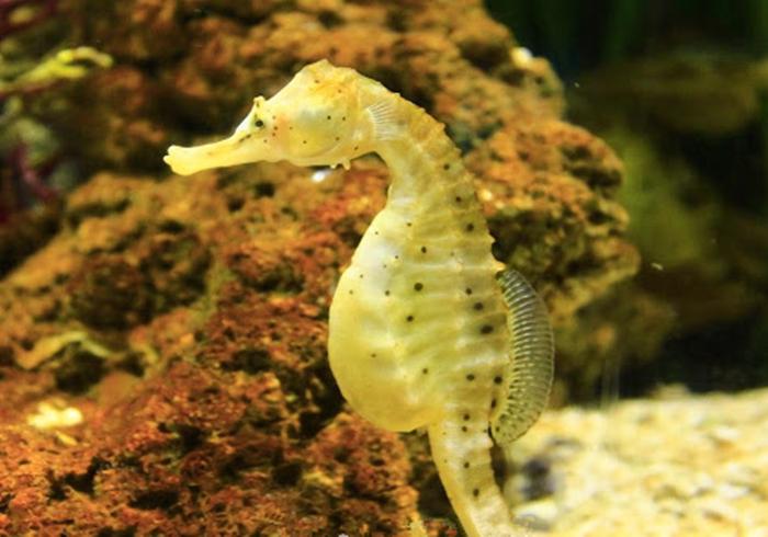 雄海马只是孵化器 海马为何是雄性孵化 - 情书号