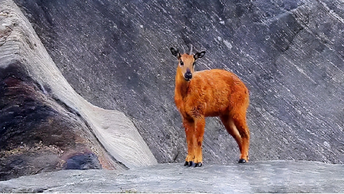 雪羚羊▼长耳新羊▼广丰山羊▼福清山羊▼特克赛尔羊▼戴云山羊▼豫西