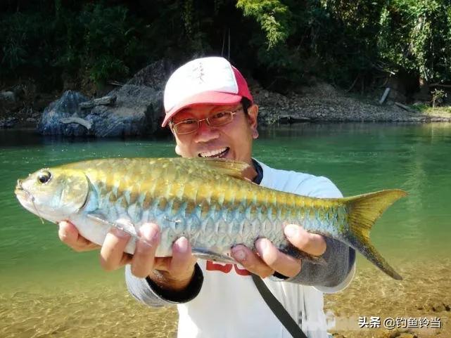 澜沧江的金吉罗鱼，曾经是皇室的专供鱼，因数量稀少卖万元一斤？