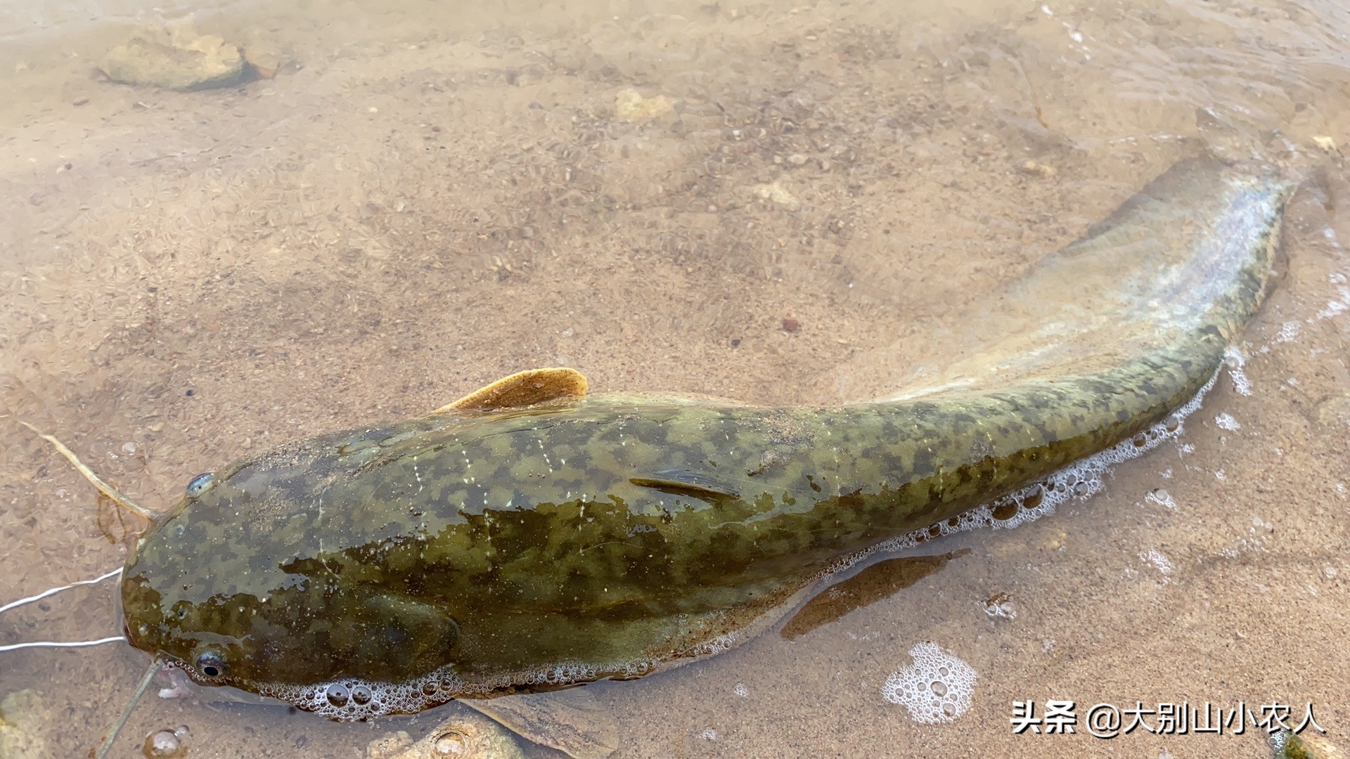 鯰魚的