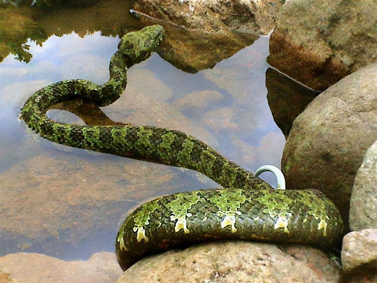 世界上最贵的毒蛇——莽山烙铁头蛇莽山烙铁头蛇最初被发现是在湖南省