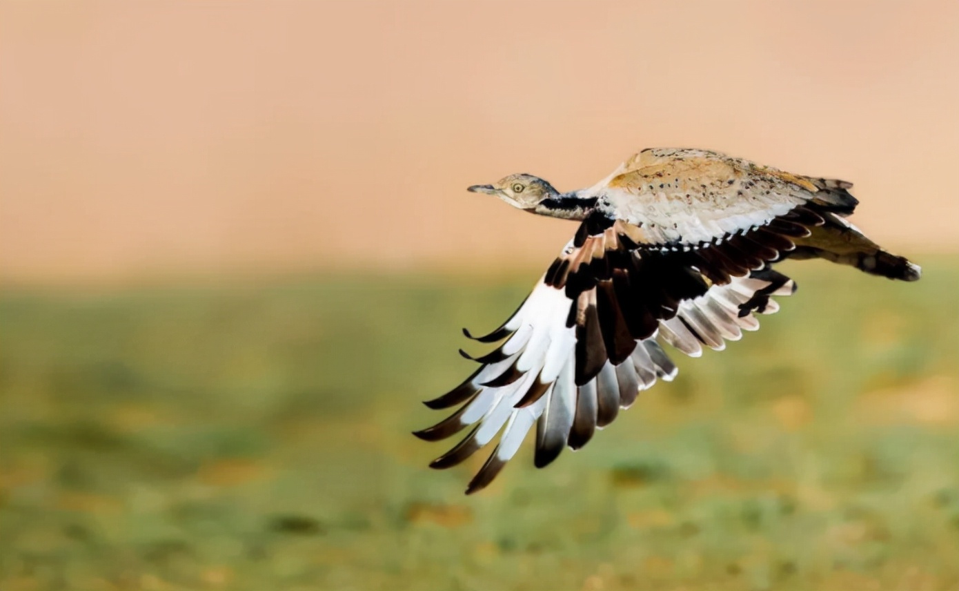 老鸨的“鸨”怎么读？电视剧常见但是你会念吗？