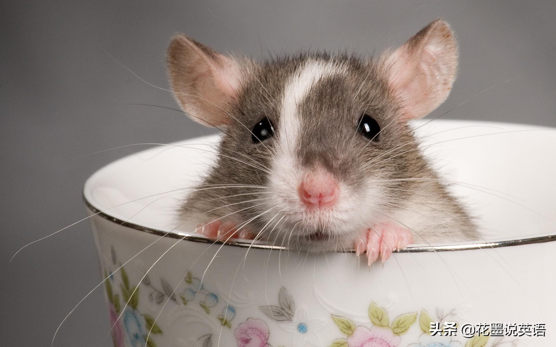 mouse的复数形式(mouse的复数)-始兴思宇科技