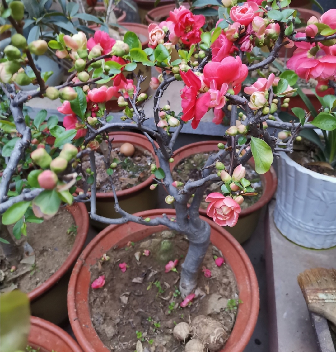 西府海棠图片 西府海棠树-佳迪双