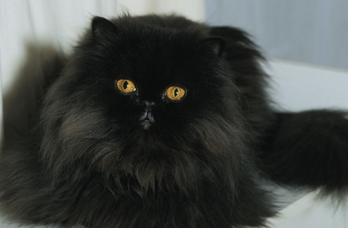 为什么波斯猫,会沦落到"无人问津"?这些原因很现实