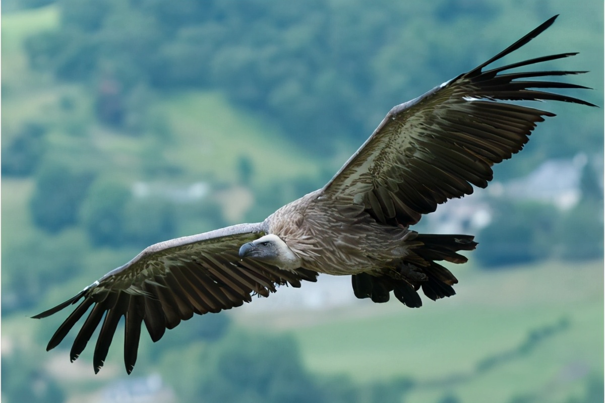食腐的秃鹫为何百毒不侵?人们低估了它们的重要性