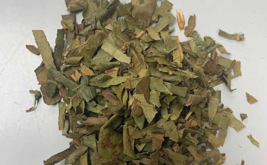 摘尽枇杷一树金,话说枇杷叶的药用