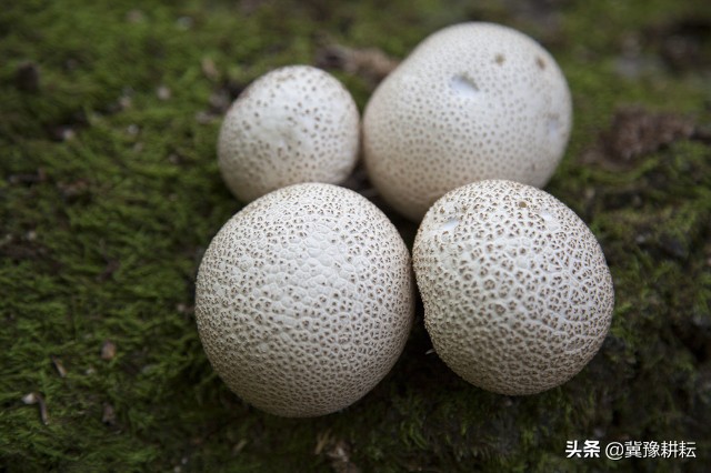 牛屎菇是什么（快速认识民间美味“牛屎菌”）