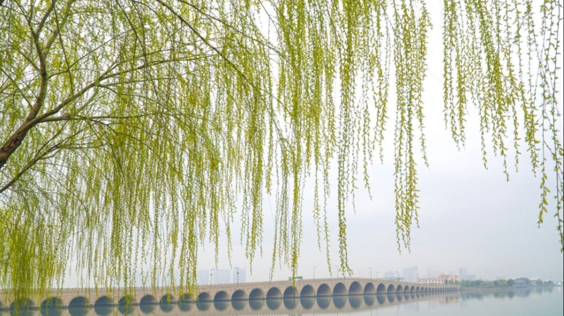 唐 雍裕之《江边柳》诗文简译:春天,古堤两岸一排排阿诺多姿的