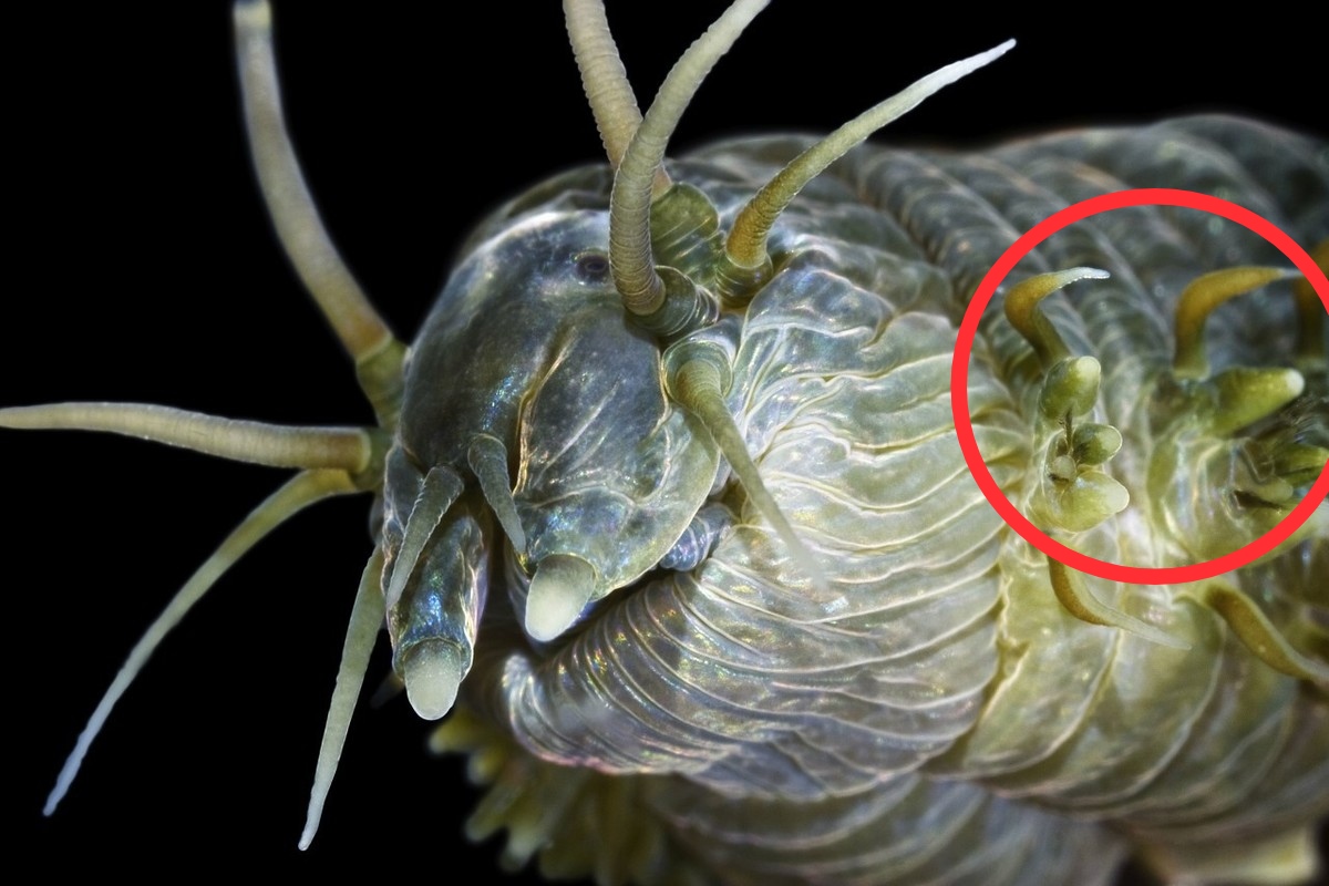 一文解析沙蚕的习性与养殖