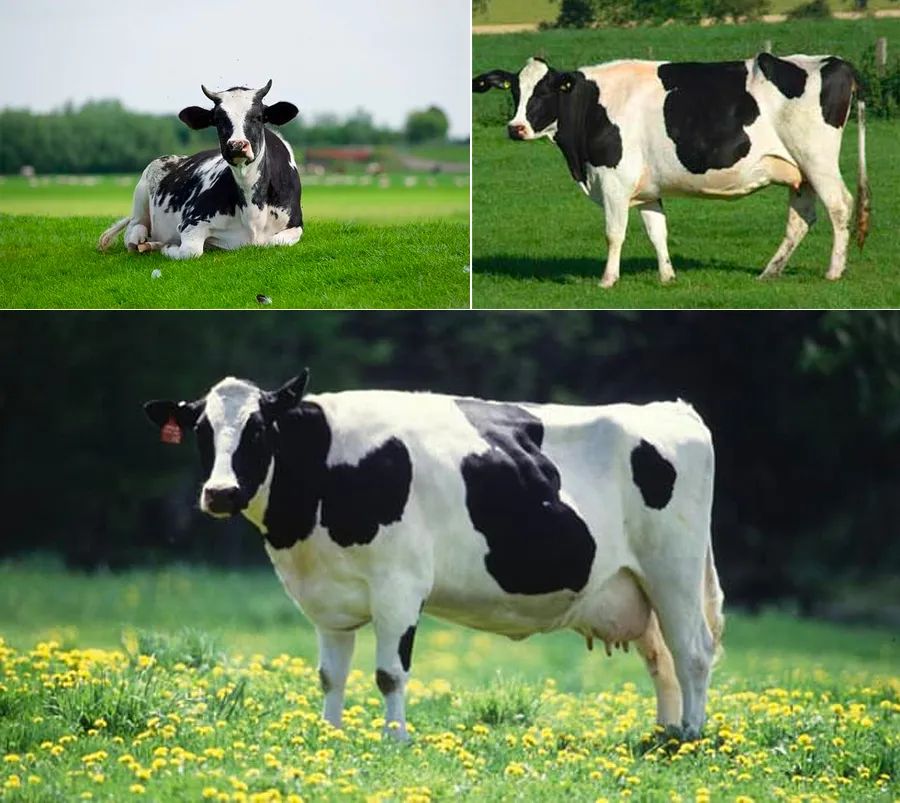 儿童画教程|动物主题绘画课程《青青草原上的花奶牛》