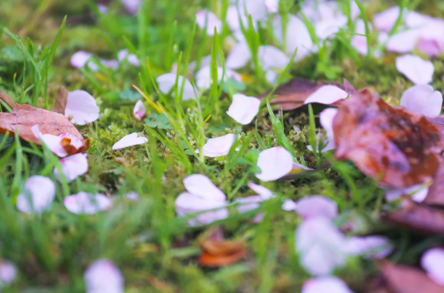 神仙颜值！苏州大学“最美校花”高清大图曝光！总有你喜欢的那一款
