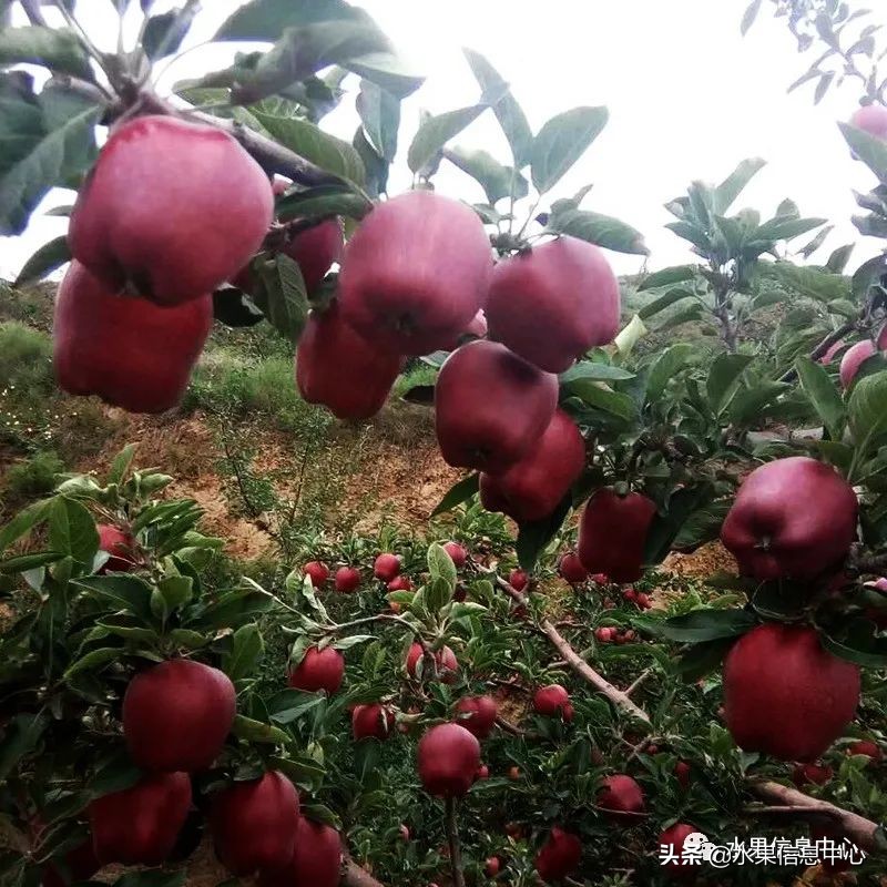 蘋果的產地,蘋果的產地主要在哪里