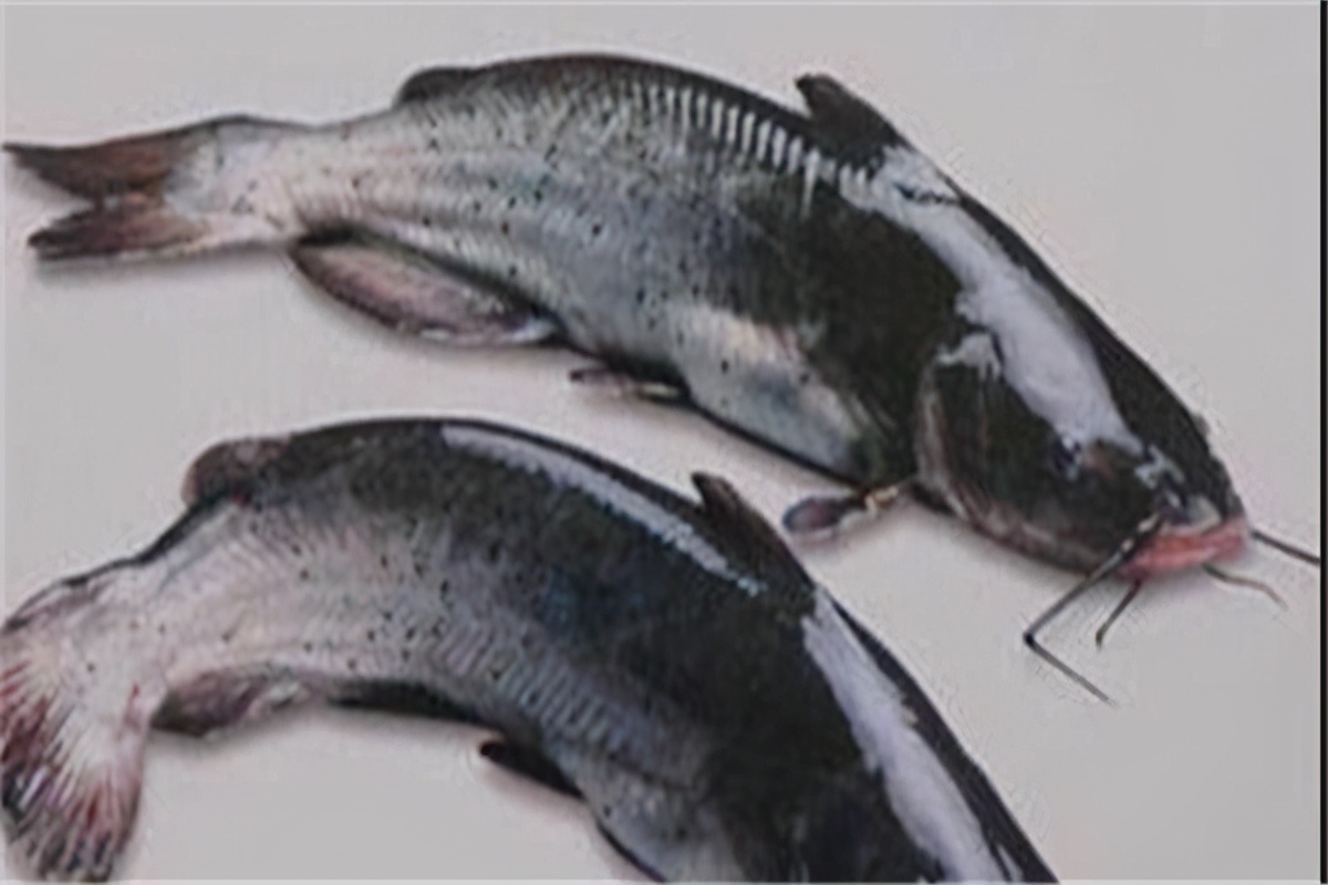 中国最昂贵的十大名鱼：野生大黄鱼上榜，它是东北三花之一