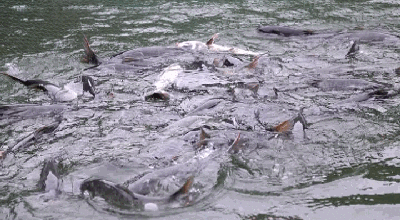 乘客您好，您乘坐的G2020次列车即将到站…