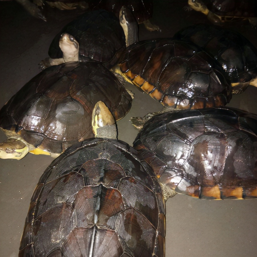 石金钱龟:曾经数百元一只,如今跌到了5元,养殖户叫苦,咋了?