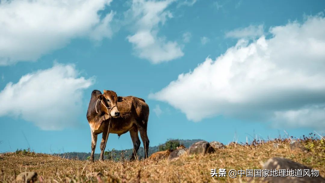 “人间秘境”，“神话之乡”，云南的“孔雀尾”开屏有多美？