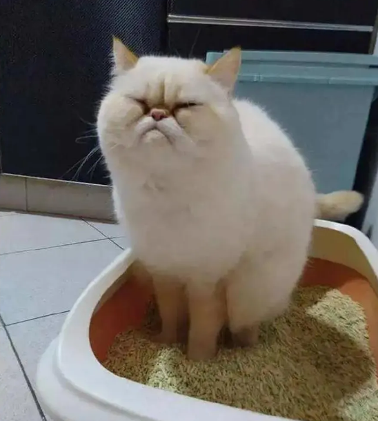 猫咪结石手术多少钱(尿频) - 价格百科