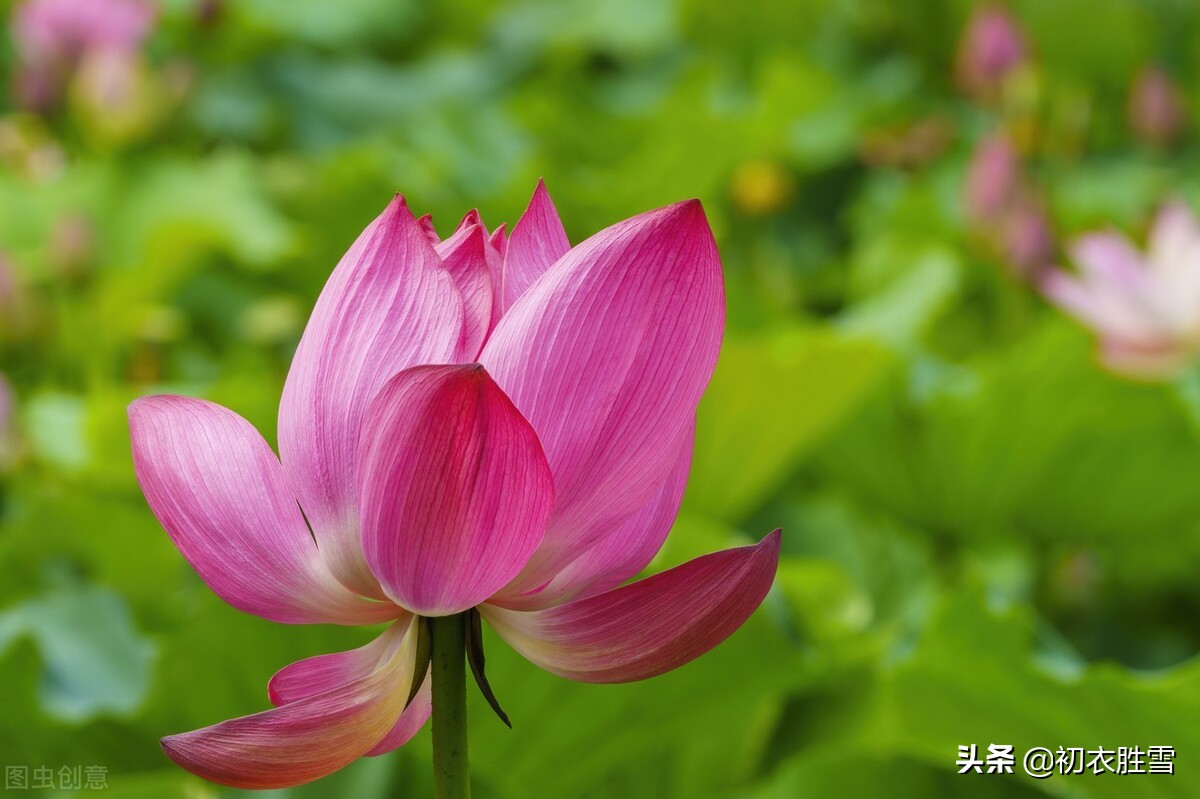 秋荷红衣美诗六首：荷花万顷照红衣，水泥红衣白露秋