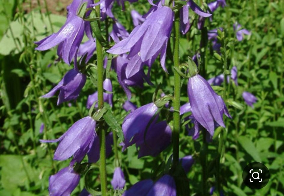 北沙参的功效与作用 北沙参的药用功效(北沙参的功效与作用) - 业百科