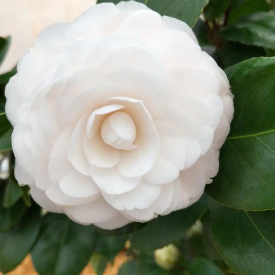 花期长好养护的茶花-花期长好看又好养的茶花 - 114知识网