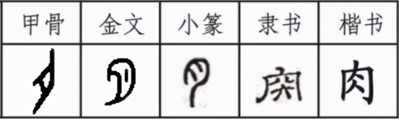肉字家族：肉有肴淆崤，骨肉相连，古人造字就把这种亲情埋进文字