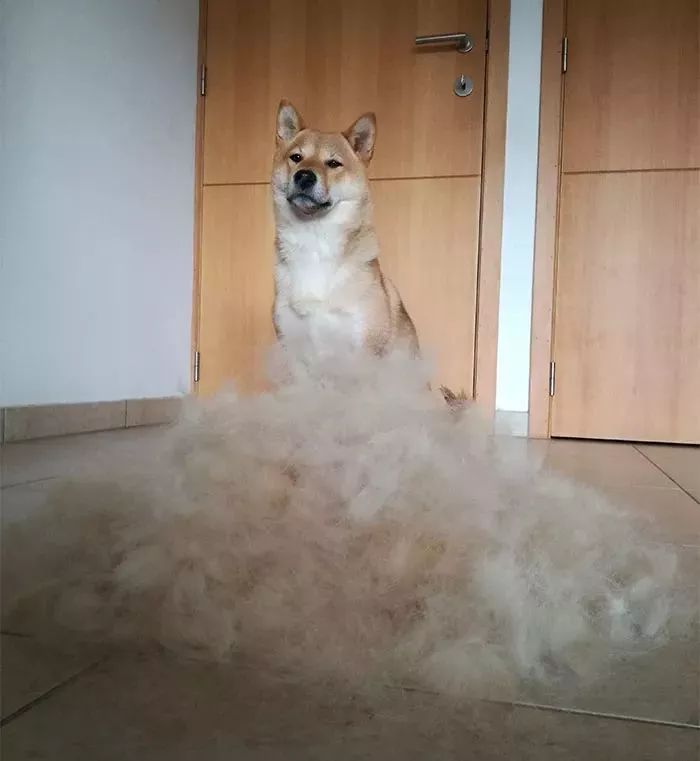 柴犬最新知识百科 你了解多少 柴犬的优点柴犬的缺点柴犬是最接近狼的犬种秋田 柴犬 豆柴如何区分 天天看点