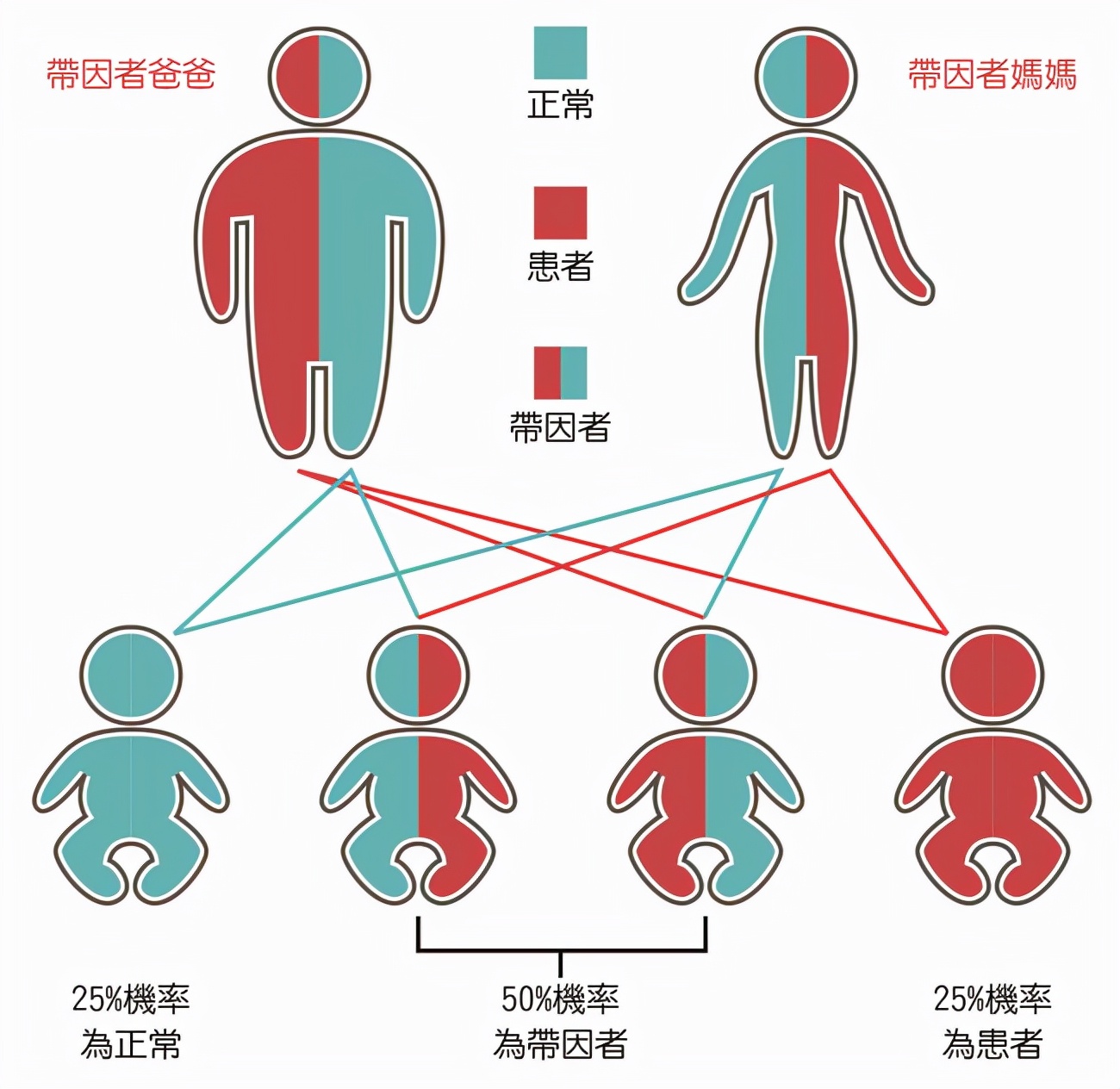 为什么狗会近亲繁殖,而人类却不能?科学的方式告诉你