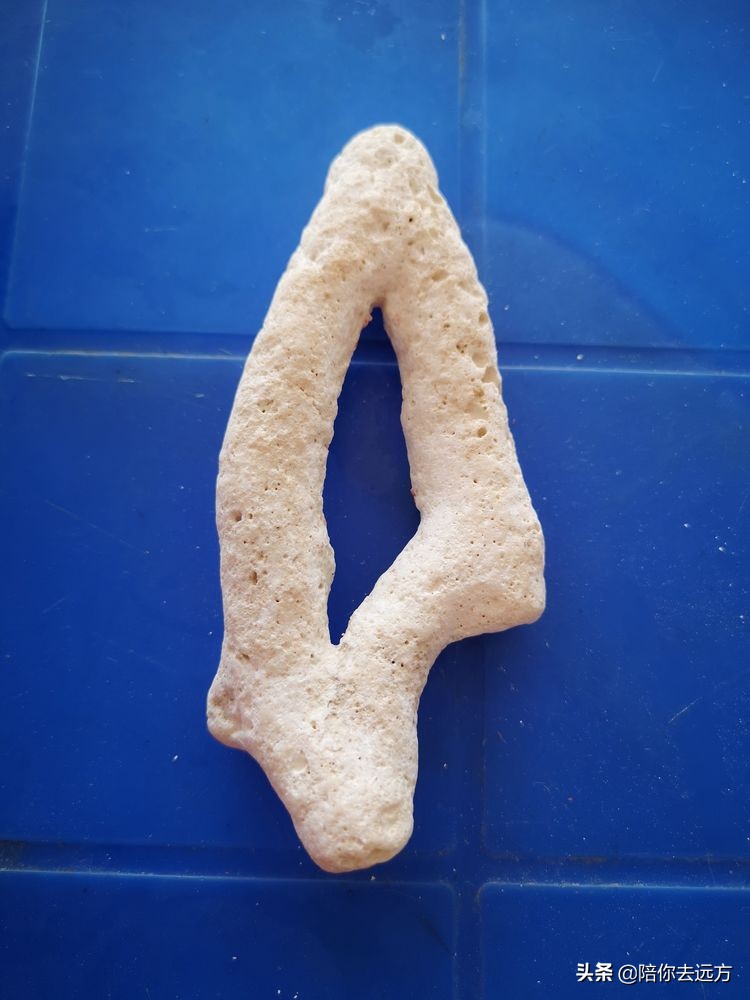 西沙~南海中的一片莲