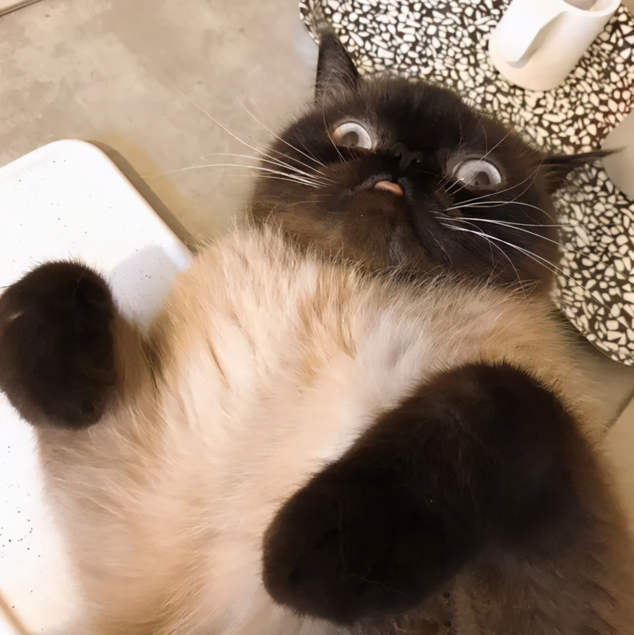 煤球猫是什么品种(爱吐舌头的小煤球来袭)