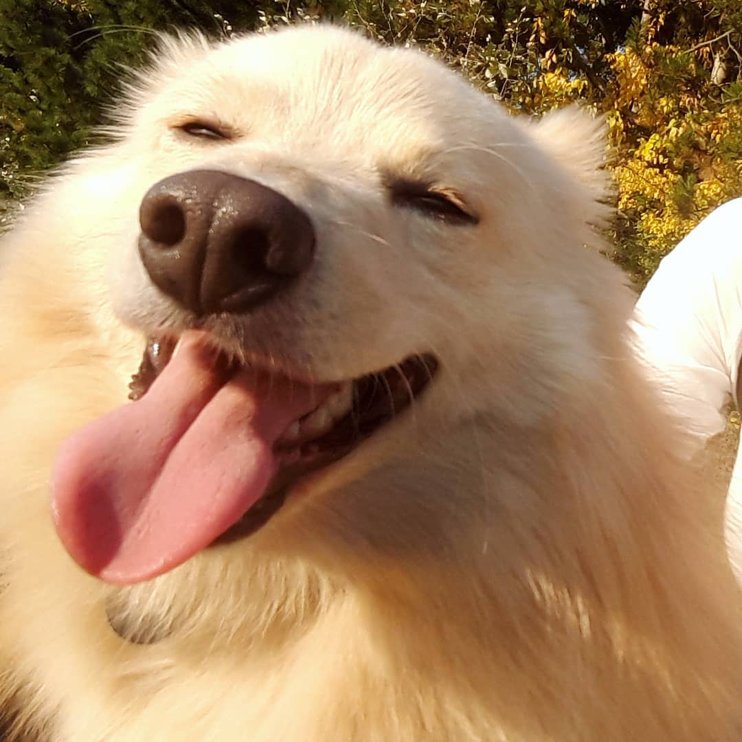 不管怎么说,只要看到狗狗的笑容,就觉得很满足,很幸福了