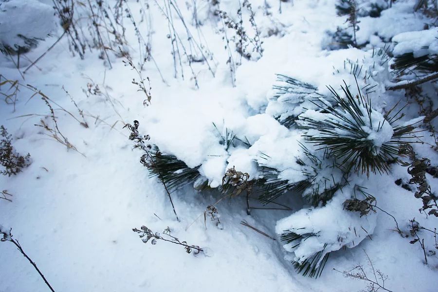 大雪诗词 | 带你走进唐诗宋词里的最美雪景！