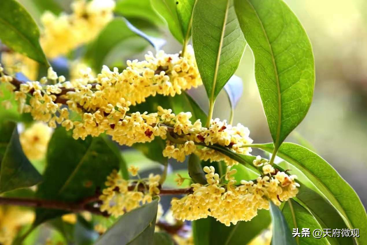 办特色学校·创卓越高中，来看新都香城中学的十年树木和芝兰玉树