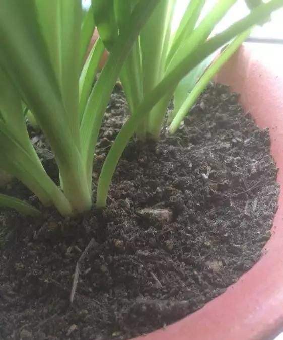 花土里的小飞虫怎么彻底清除（1个不用喷药的简单方法）