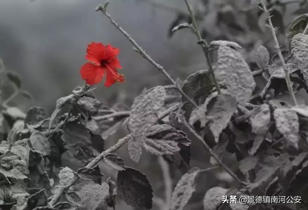 疫情之下，那群没人喂的海鸥，后来怎么样了