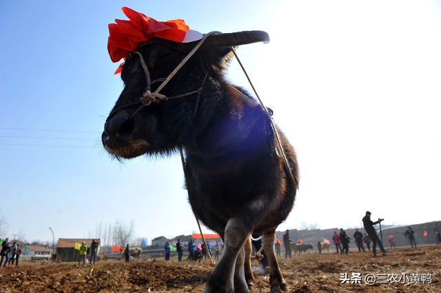 今天七月初七，七夕出现下雨天气有啥预兆？3句老祖宗俗语告诉你