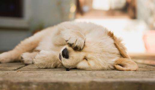 江西中医药大学学报（狗狗不断呕吐却只是干呕）