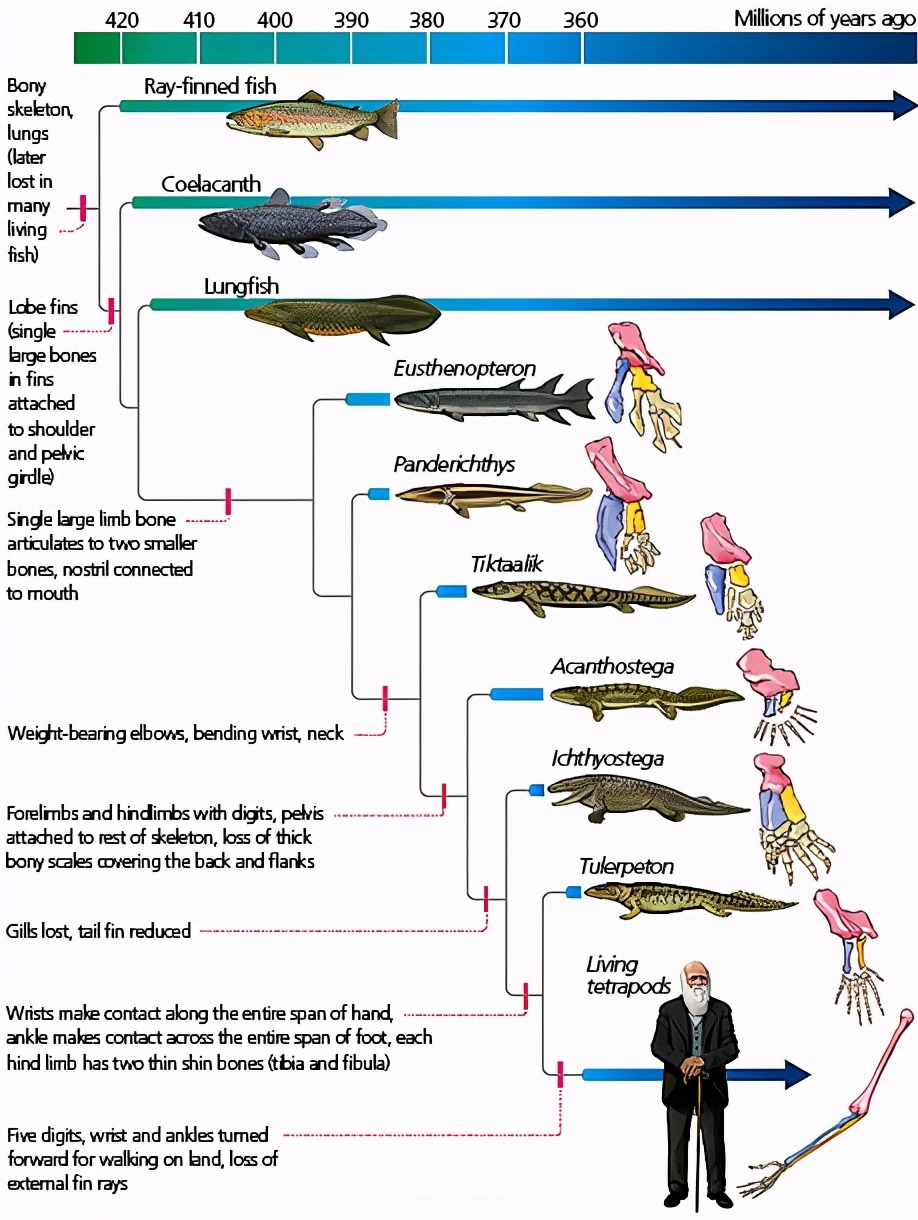 从鱼进化到人!一块4.23亿年的鱼化石,成为进化论的新证据